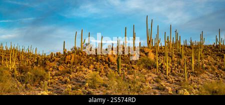 Scopri la tranquilla bellezza del Tucson Mountain Park al crepuscolo, con cactus che si stagliano contro un cielo vibrante durante l'ora d'oro. Foto Stock