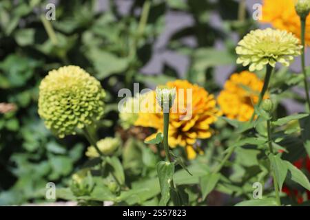 primo piano con apertura per rivelare la fioritura verde lime Foto Stock