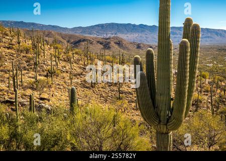 Scopri la splendida Foresta Nazionale di Coronado, dove i maestosi cactus di Saguaro e i sentieri panoramici ti attendono nel deserto di Sonora. Foto Stock