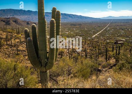 Splendidi paesaggi della Foresta Nazionale di Coronado, con iconici cactus del Saguaro e viste mozzafiato sulle montagne in una giornata di sole. Foto Stock
