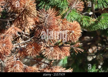 primi piani di aghi di pino marrone ruggine in piena luce del sole Foto Stock