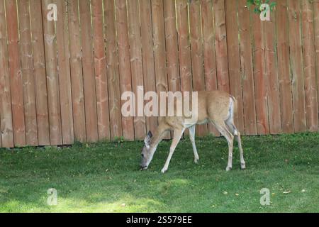 cervo che pascolava su un'erba verde ricca vicino a un'alta recinzione Foto Stock