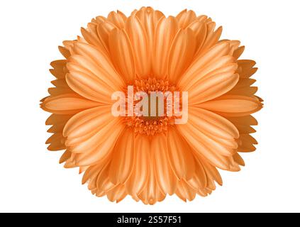 Un grande fiore isolato su sfondo bianco. grande fiore Foto Stock