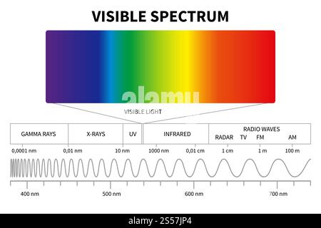 Diagramma a luce visibile. Spettro elettromagnetico a colori, frequenza dell'onda luminosa. Background vettoriale di fisica scolastica. Illustrazione del diagramma di spettro arcobaleno, infrarossi ed elettromagnetico. Diagramma a luce visibile. Spettro elettromagnetico a colori, frequenza dell'onda luminosa. Background vettoriale di fisica scolastica Illustrazione Vettoriale