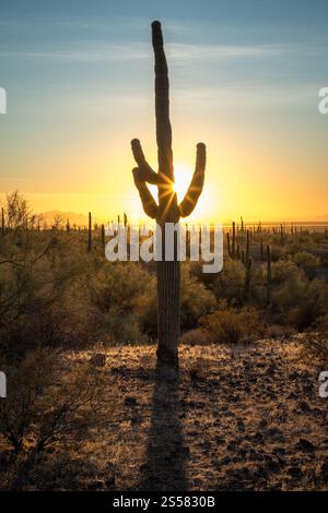 All'imbrunire, una sagoma di cactus Saguaro contrasta con uno splendido tramonto al Picacho Peak State Park nel deserto di Sonora. Foto Stock