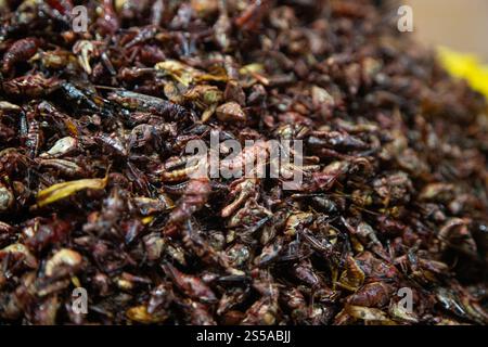 Le cavallette sono insetti commestibili utilizzati nella cucina messicana nella regione di Oaxaca. Foto Stock