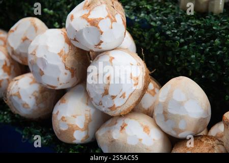 Piccole noci di cocco fresche al mercato Abastos di Oaxaca, Messico. Foto Stock