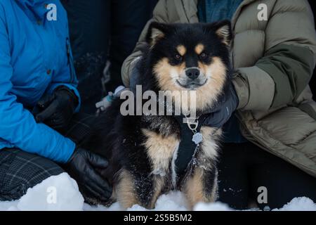 Lapphund finlandese all'aperto nella stagione invernale. Cane Lapphund finlandese seduto. Foto Stock