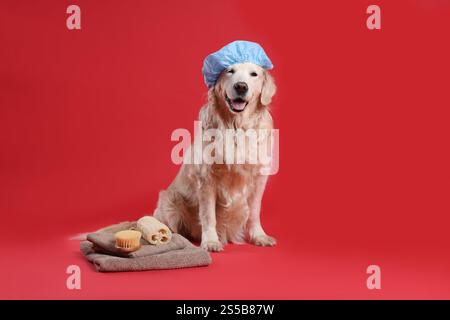 Cane carino con cuffia da doccia e altri accessori da bagno su sfondo rosso Foto Stock