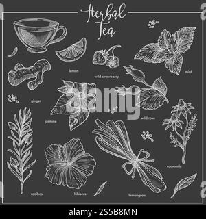 Schizzo di erbe per il tè alle erbe. Icone vettoriali isolate di piante a base di erbe per infuso di tè aromatizzando limone, rosa o citronella e camomilla, gelsomino o zenzero e menta per il pacchetto del tè o la progettazione di una caffetteria. Icone di schizzo del gesso delle erbe per il tè alle erbe, la caffetteria o il modello di design di imballaggio Illustrazione Vettoriale