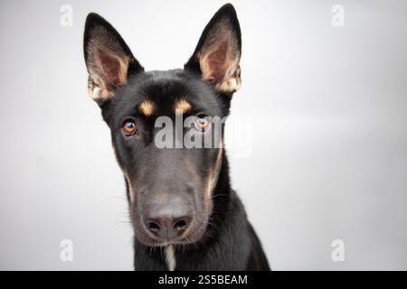 Ritratto ravvicinato di un cane pastore tedesco seduto di fronte a uno sfondo grigio Foto Stock