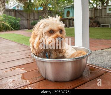 Cavapoo giocattolo con panna che fa il bagno in un secchio di metallo in un giardino Foto Stock