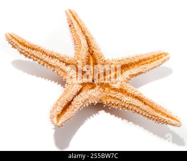 Stelle marine dagli oceani isolate su sfondo bianco. Stelle marine dagli oceani Foto Stock