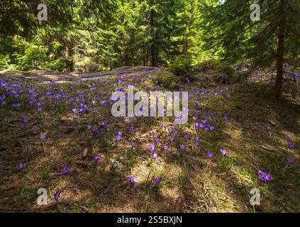Fiore viola Crocus heuffelianus (Crocus vernus) fiori alpini in primavera Carpazi foresta di montagna, Ucraina. Foto Stock