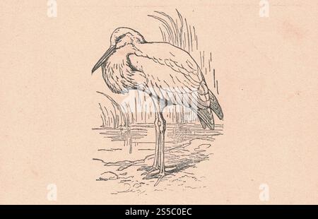 L'antica illustrazione in bianco e nero mostra una cicogna bianca. Il disegno vintage mostra la cicogna bianca. Vecchia foto dal libro delle fiabe. Libro di favole Foto Stock