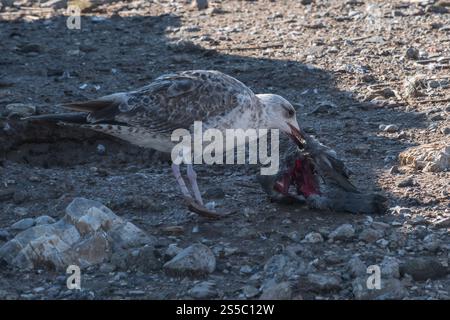 pura realtà della catena alimentare della natura dei gabbiani. Foto Stock