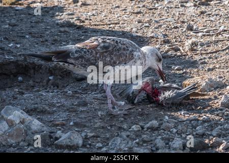 pura realtà della catena alimentare della natura. Un gabbiano che banchina sui resti di un uccello più piccolo. Foto Stock