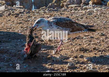 Gabbiano che si nutre dell'uccello morto in un terreno roccioso naturale difficile durante il giorno. Foto Stock