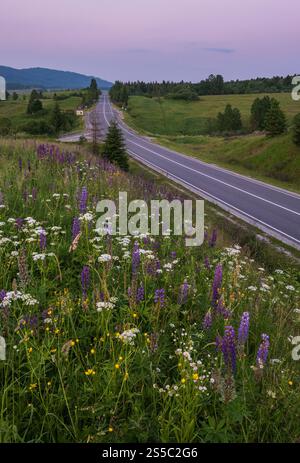Pittoresco crepuscolo Giugno Carpazi montagna campagna prati e autostrada. Abbondanza di vegetazione e bellissimi fiori selvatici. Foto Stock
