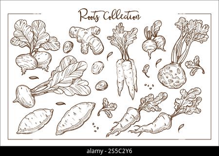 Radici biologiche commestibili coltivate nella raccolta monocromatica dell'azienda agricola. Barbabietola dolce, zenzero sano, carota croccante, sedano fresco e maturo rossastro, illustrazioni vettoriali isolate su sfondo bianco.. Radici biologiche commestibili coltivate nella raccolta monocromatica dell'azienda agricola Illustrazione Vettoriale