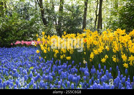 Giardini Keukenhof fioriti di primavera. Tulipani colorati Muscari blu e fiori di narcisi gialli. Splendido giardino ornamentale a Lisse, Foto Stock