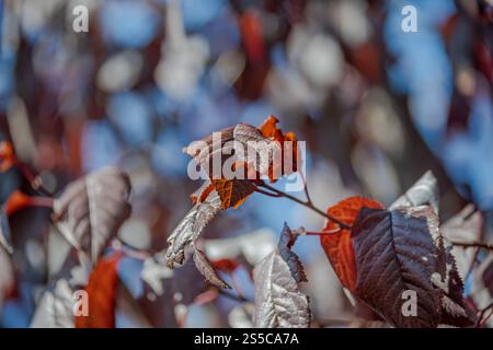 foto ravvicinata di un ramo con foglie brune-rossastre vivaci Foto Stock