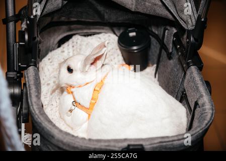 Coniglio soffice bianco domestico. Coniglio bianco che riposa nel trasportino per animali domestici. Primo piano di coniglio. Foto Stock
