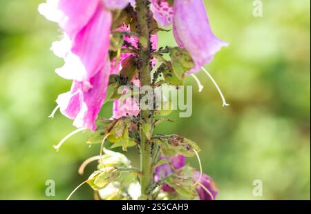 Il parassita nero insetti afidi su uno stelo di fiori, controllando i parassiti sui fiori. Foto Stock