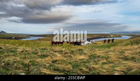 La mandria di cavalli islandesi pascolano sull'Islanda occidentale, nella penisola di Vatnsnes. Solo una razza di cavallo vive in Islanda. Islandese bellissimo e ben curato Foto Stock