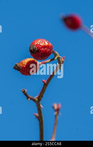 i fianchi rosa rosso brillante sono appesi a un ramo spinoso contro un cielo azzurro. Foto Stock