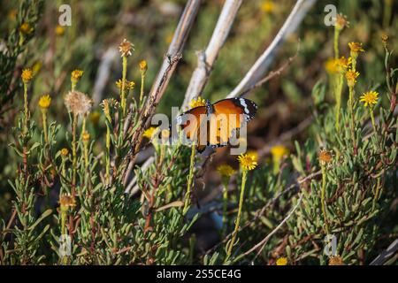farfalla arrossata su un fiore Foto Stock