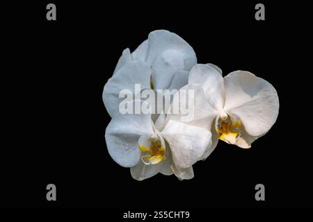 Vista ravvicinata dei fiori bianchi luminosi dell'ibrido orchidea phalaenopsis, noto anche come orchidea della falena isolata su sfondo nero Foto Stock
