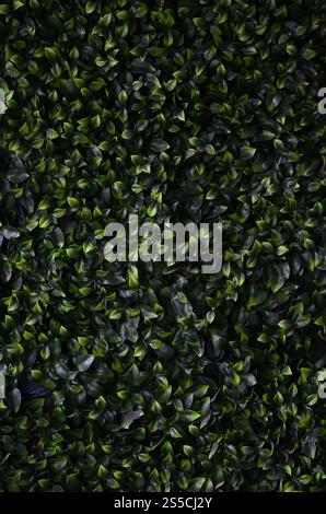 Green ivy cresce lungo la parete. Texture di densi canneti del vitigno selvatico Foto Stock