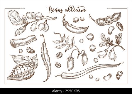 Fagioli freschi naturali pieni di proteine organiche collezione monocromatica. Cacao dolce, piselli verdi, aricota matura, pepe caldo e caffè profumato illustrazioni vettoriali piatti isolate su carta bianca. Fagioli freschi naturali pieni di proteine organiche collezione monocromatica Illustrazione Vettoriale