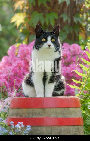 Simpatico gatto, bicolore bianco e nero con motivo a smoking, European Shorthair, seduto su un vecchio barile di legno di fronte alle Azalee in fiore rosa in primavera Foto Stock