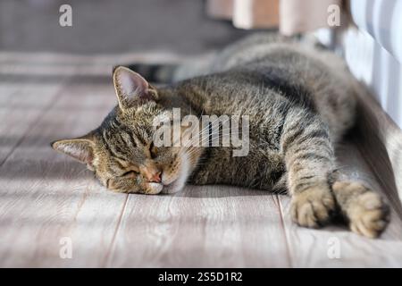 Un gatto dorme su un pavimento di legno. Il gatto è arricciato e ha gli occhi chiusi Foto Stock