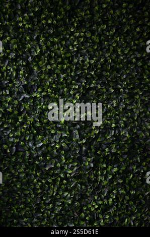 Green ivy cresce lungo la parete. Texture di densi canneti del vitigno selvatico Foto Stock