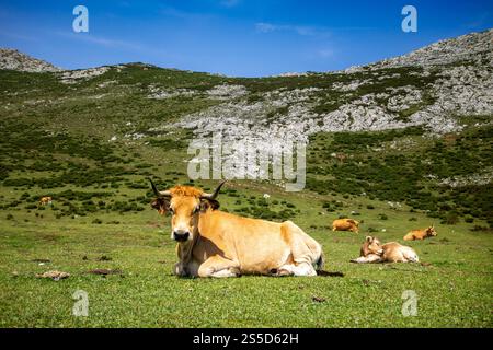 Mucche intorno ai laghi di Covadonga a Picos de Europa, Asturie, Spagna. Mucche intorno ai laghi di Covadonga, Picos de Europa, Asturie, Spagna Foto Stock