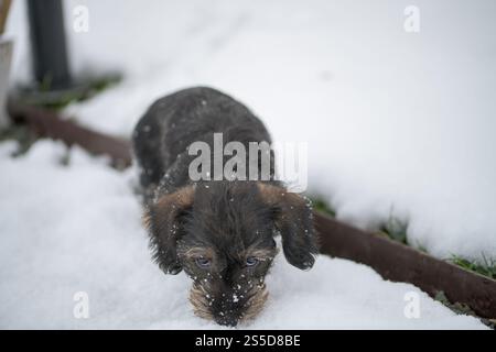 Simpatico cucciolo Dachshund in miniatura con i capelli a filo che gioca sulla neve, Dachshund con i capelli a filo Foto Stock