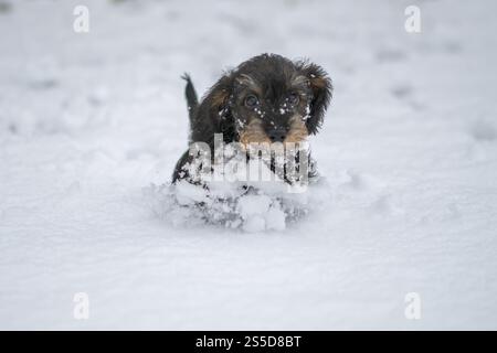Simpatico cucciolo Dachshund in miniatura con i capelli a filo che gioca sulla neve, Dachshund con i capelli a filo Foto Stock