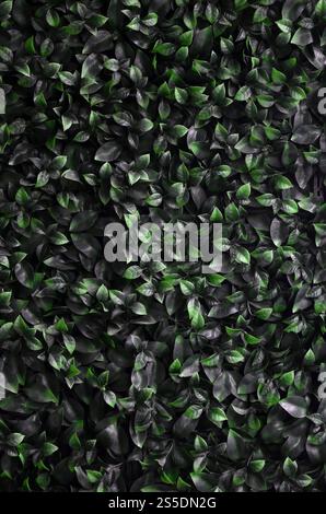 Green ivy cresce lungo la parete. Texture di densi canneti del vitigno selvatico Foto Stock