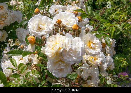 Primo piano di un gruppo di rose bianche Foto Stock