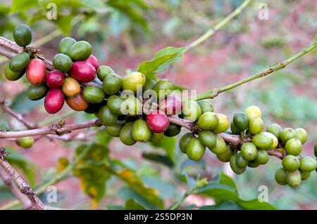 Frutta di caffè arabo (Coffea arabica) proveniente dal Kenya centrale. Foto Stock