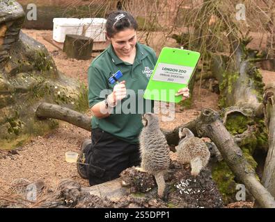 Meerkats - inventario annuale dello ZSL London Zoo PRESSO LO ZSL London Zoo, Londra, Inghilterra, Regno Unito. Martedì 3 gennaio 2023 Foto Stock
