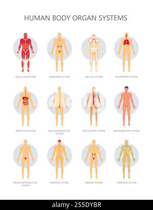Corpo umano sistemi biologici organi infografica medica. Sistemi vettoriali muscolari, endocrini o scheletrici e respiratori o riproduttivi e digestivi maschili e femminili. Corpo umano sistemi biologici organi infografica medica. Muscolare vettoriale Illustrazione Vettoriale