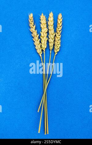 alcuni spikelets secchi naturali su sfondo blu Foto Stock