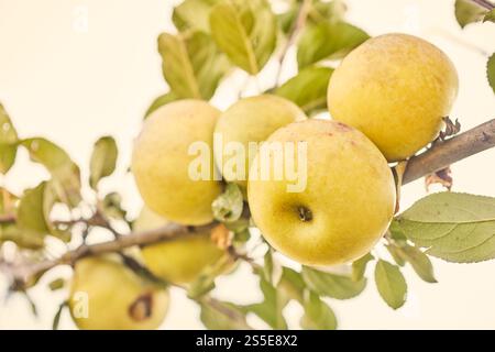 Mele dorate maturate sull'albero, Lancaster County, Pennsylvania, Stati Uniti Foto Stock