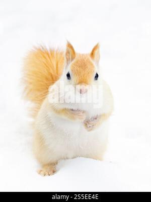Scoiattolo bianco (scoiattolo rosso leucistico) in piedi nella neve in una fredda mattina invernale in Canada Foto Stock