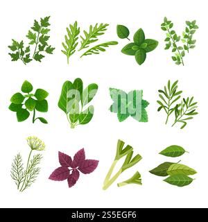 Erbe e spezie. Origano basilico verde menta spinaci coriandolo prezzemolo aneto e timo. Set isolato per spezie e erbe aromatiche. Illustrazione di basilico e rosmarino, menta verde. Erbe e spezie. Origano basilico verde menta spinaci coriandolo prezzemolo aneto e timo. Set isolato per spezie e erbe aromatiche Illustrazione Vettoriale