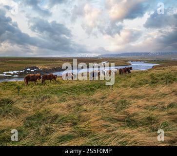 La mandria di cavalli islandesi pascolano sull'Islanda occidentale, nella penisola di Vatnsnes. Solo una razza di cavallo vive in Islanda. Islandese bellissimo e ben curato Foto Stock